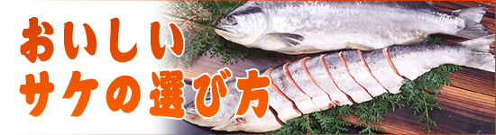 おいしい鮭の選び方