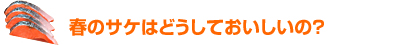 春のサケはどうしておいしいの？